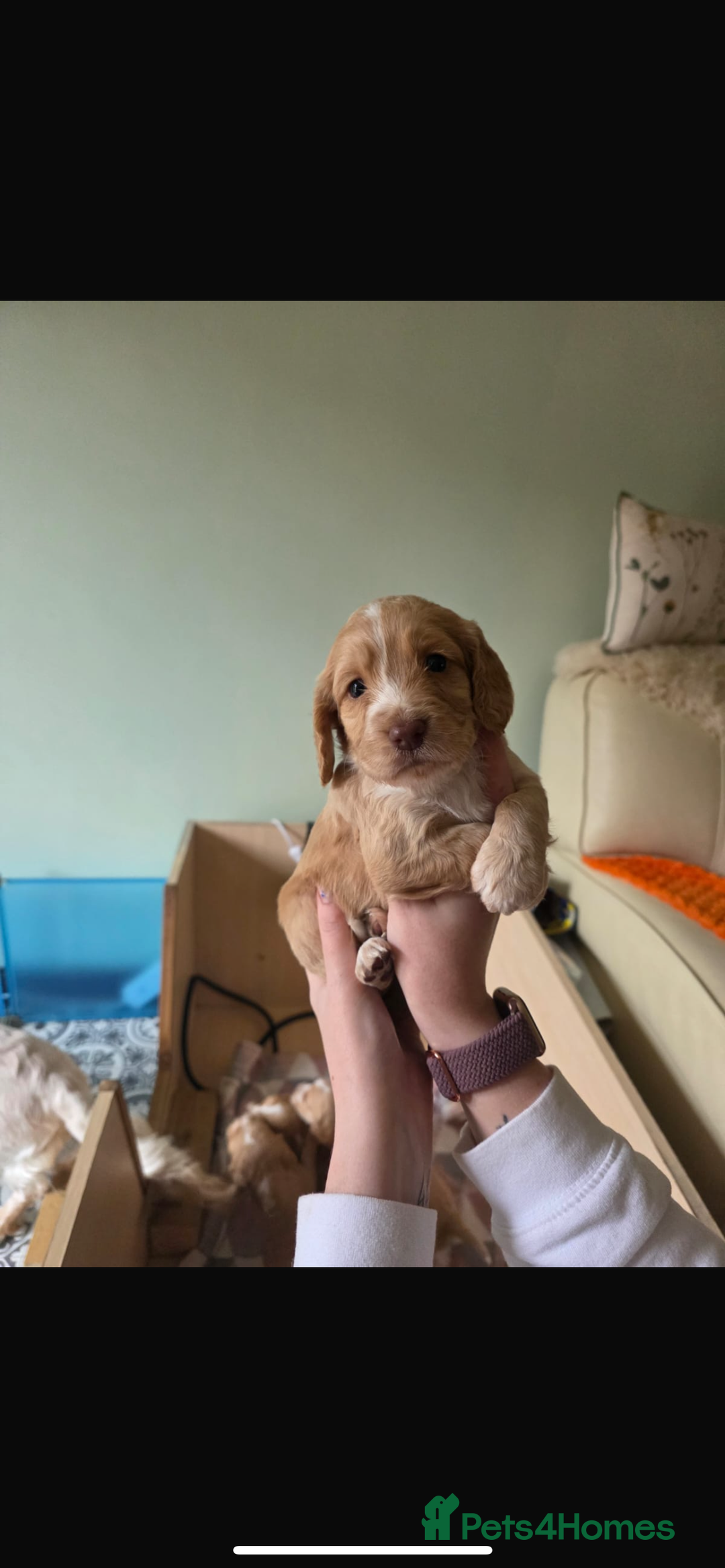Cocker Spaniel dogs for sale: KC REGISTERED COCKER SPANIELS  - Image 5