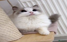 Ragdoll cats for sale: TICA 6 years old former breeding queen  - Advert 1