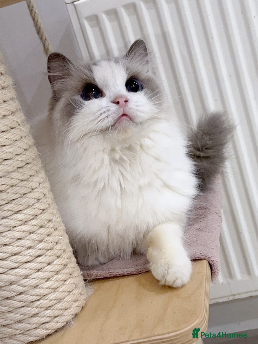 Ragdoll cats for sale: TICA 6 years old former breeding queen  - Advert 1