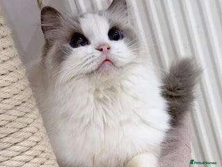 Ragdoll cats for sale: TICA 6 years old former breeding queen - Advert 1