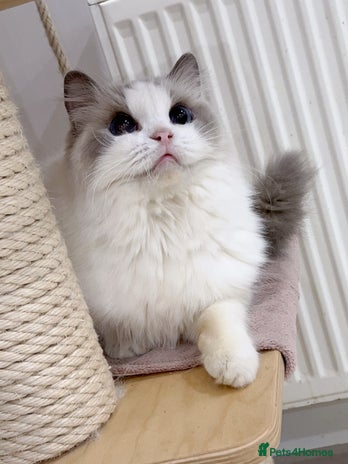 Ragdoll cats TICA 6 years old former breeding queen - Advert 8
