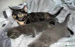 Mixed Breed cats for sale: 9week old ginger kitten  - Image 3