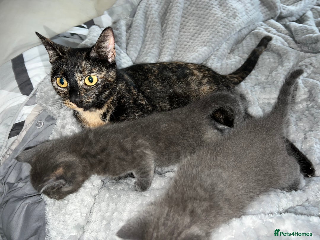 Mixed Breed cats for sale: 9week old ginger kitten  - Image 3