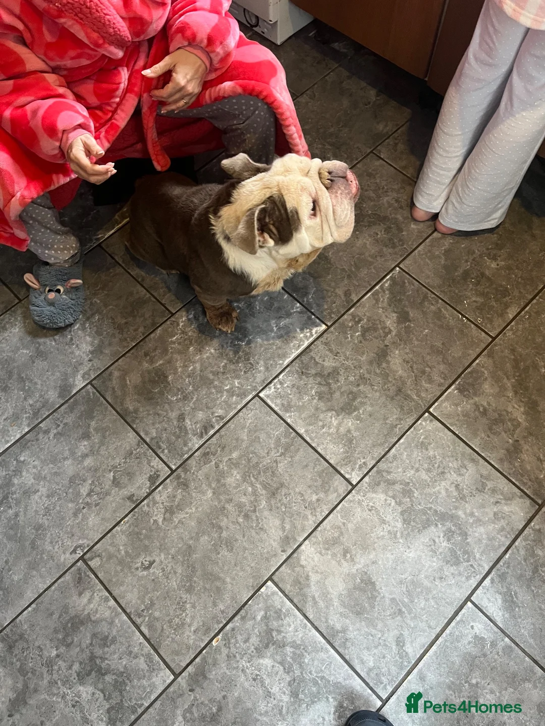 English Bulldog dogs for sale: 9 year old - full pedigree bulldog  - Advert 2