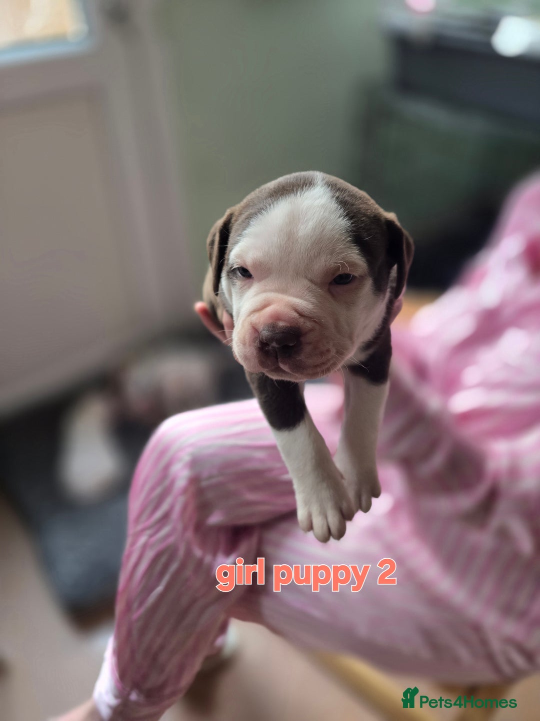 American Bully dogs for sale: Standard American bully 🐶  - Advert 6