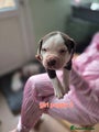 American Bully Puppy 3