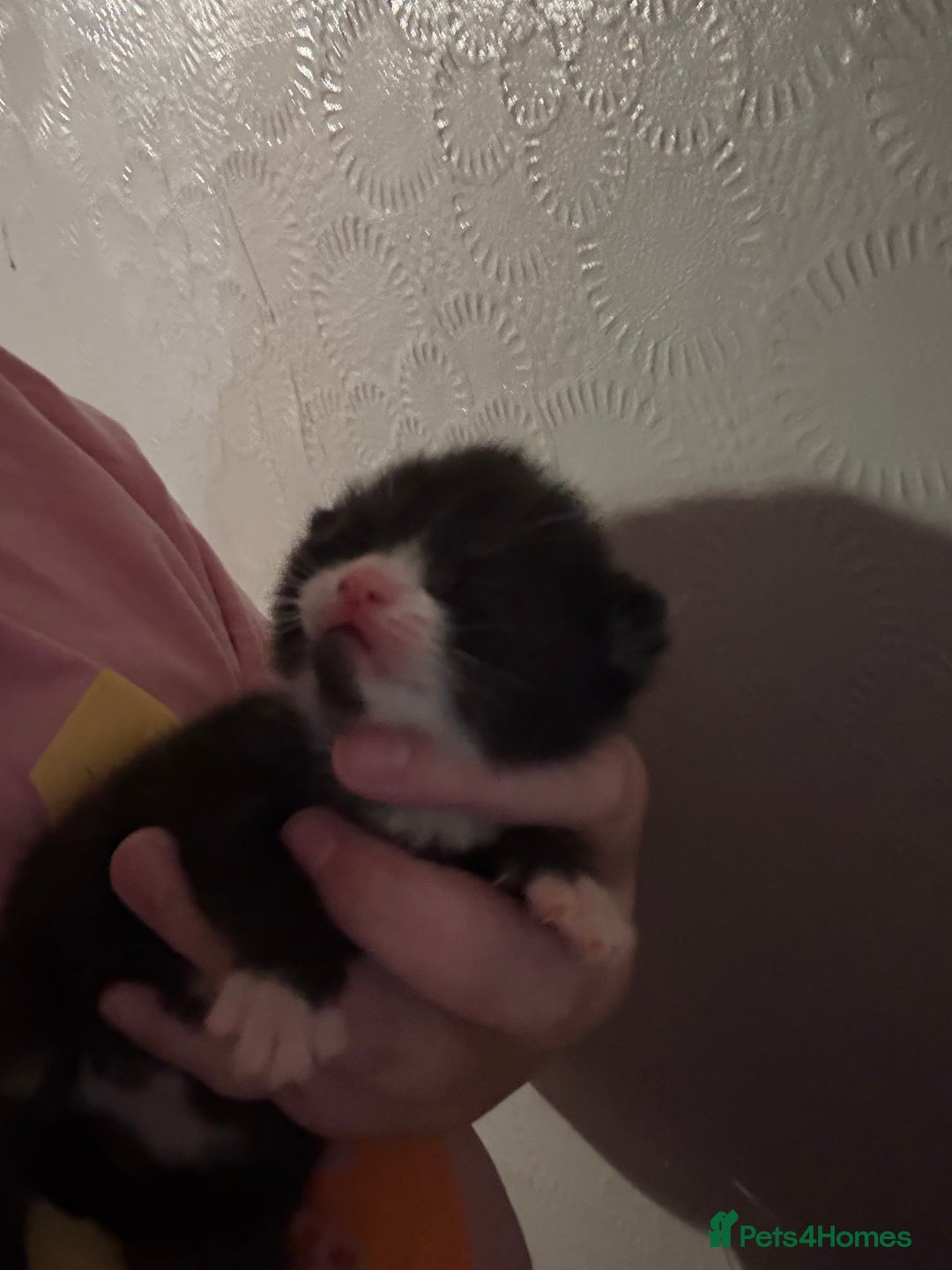 Mixed Breed cats for sale: Beautiful male kitten.  - Image 3