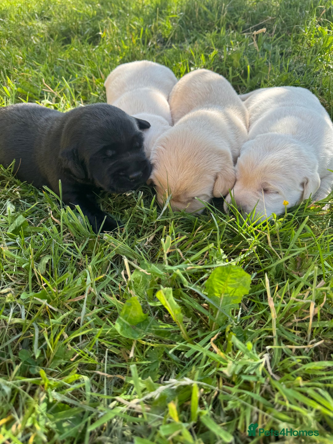 Labrador Retriever dogs for sale: KC health tested Labrador Pups  - Image 12