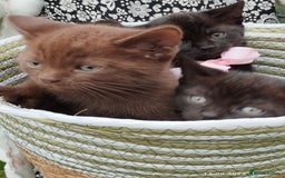 British Shorthair cats for sale: Rare Chocolate & Black Kittens – Ready Now 🐾 - Image 5