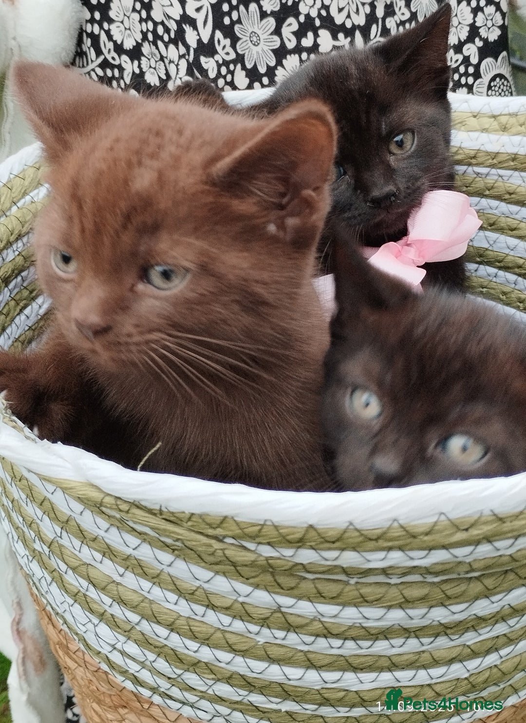 British Shorthair cats for sale: Rare Chocolate & Black Kittens – Ready Now 🐾 - Image 5