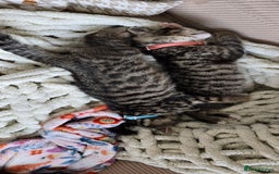 British Shorthair cats for sale: Two female shorthair kittens - must go together - Image 8