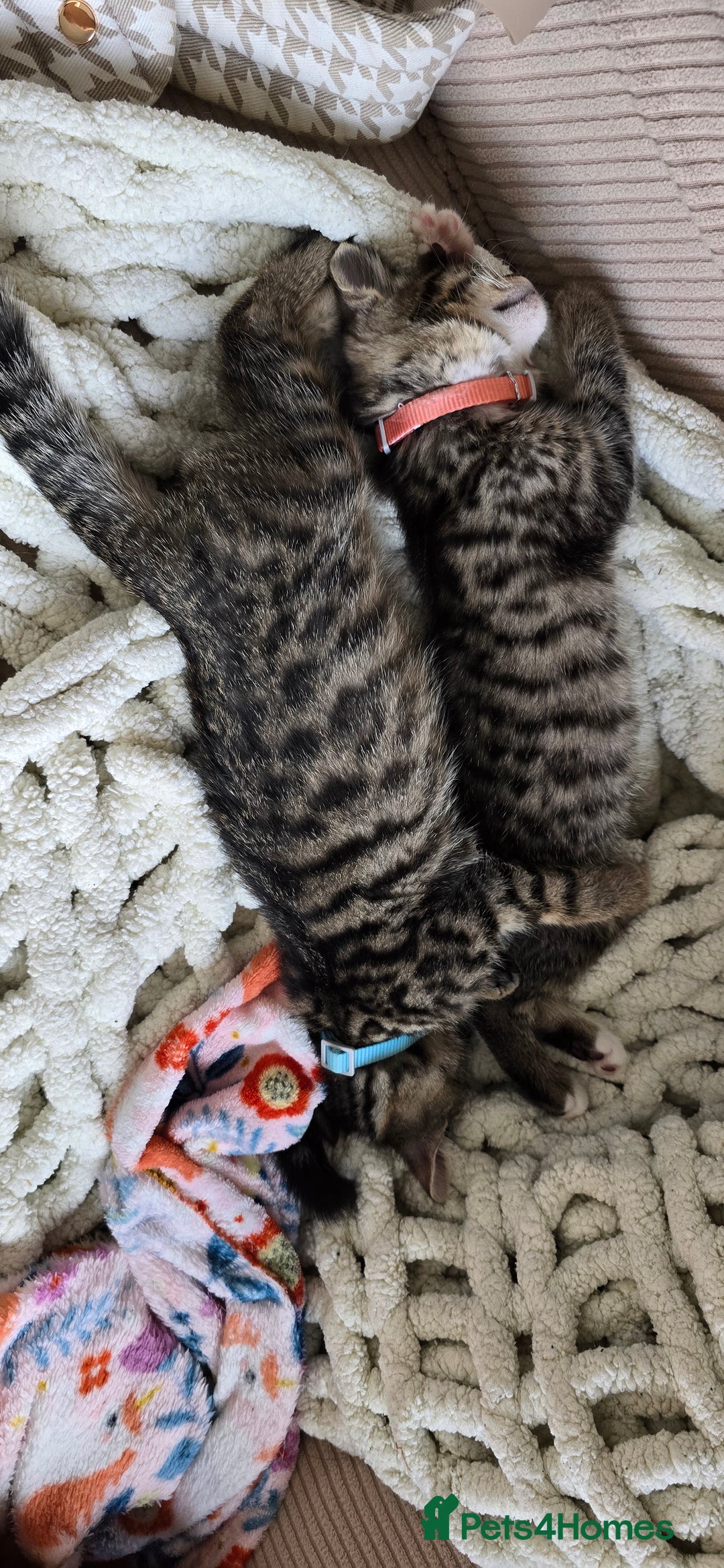 British Shorthair cats for sale: Two female shorthair kittens - must go together - Image 8
