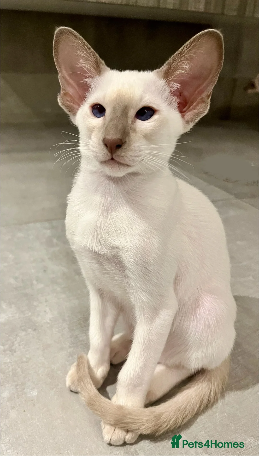 Siamese cats for sale: Supreme Pedigree Siamese kittens GCCF registered  - Advert 20