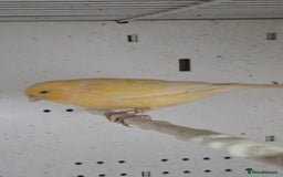 Canaries birds for sale: Canaries  - Image 9