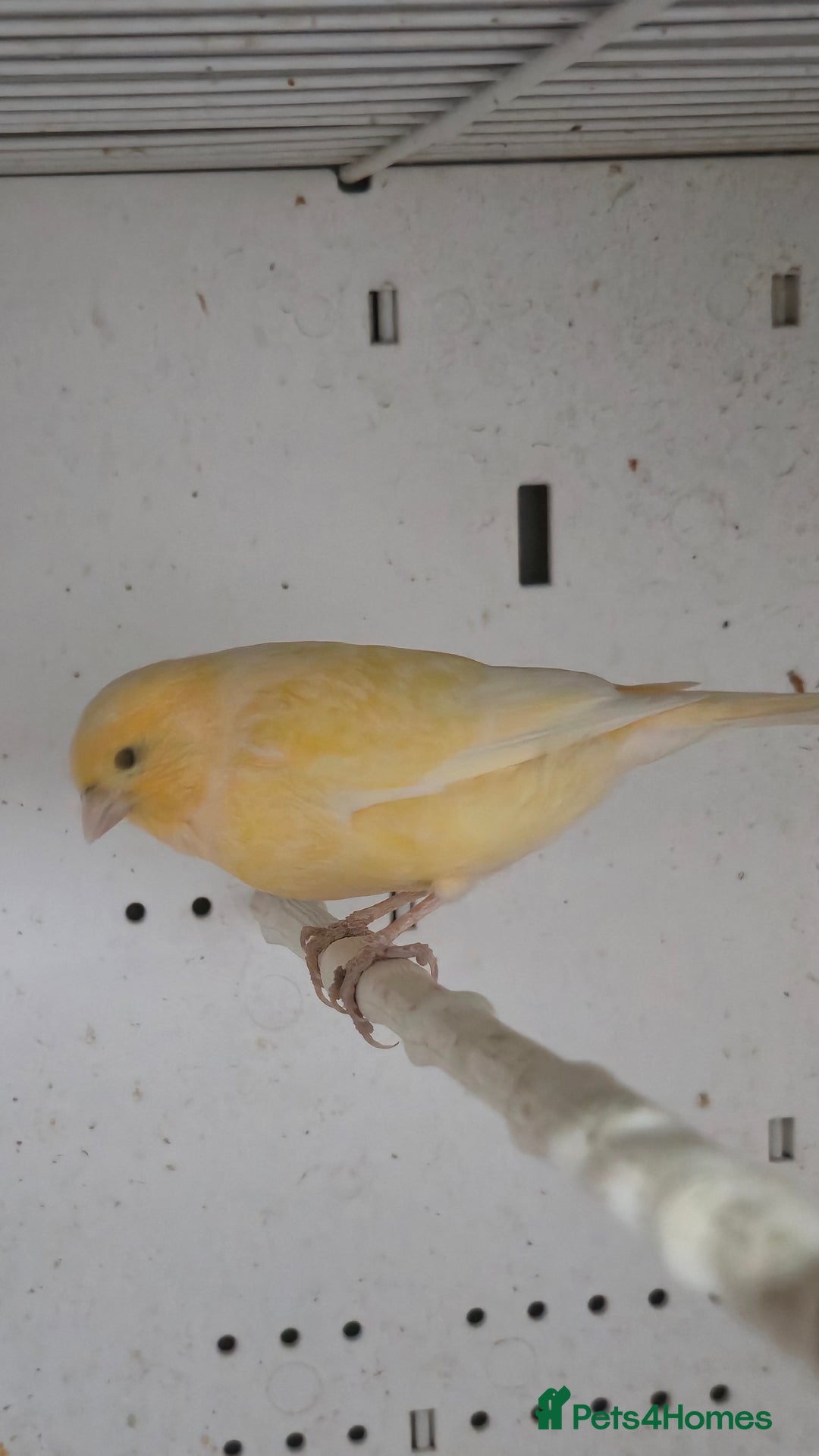 Canaries birds for sale: Canaries  - Image 9