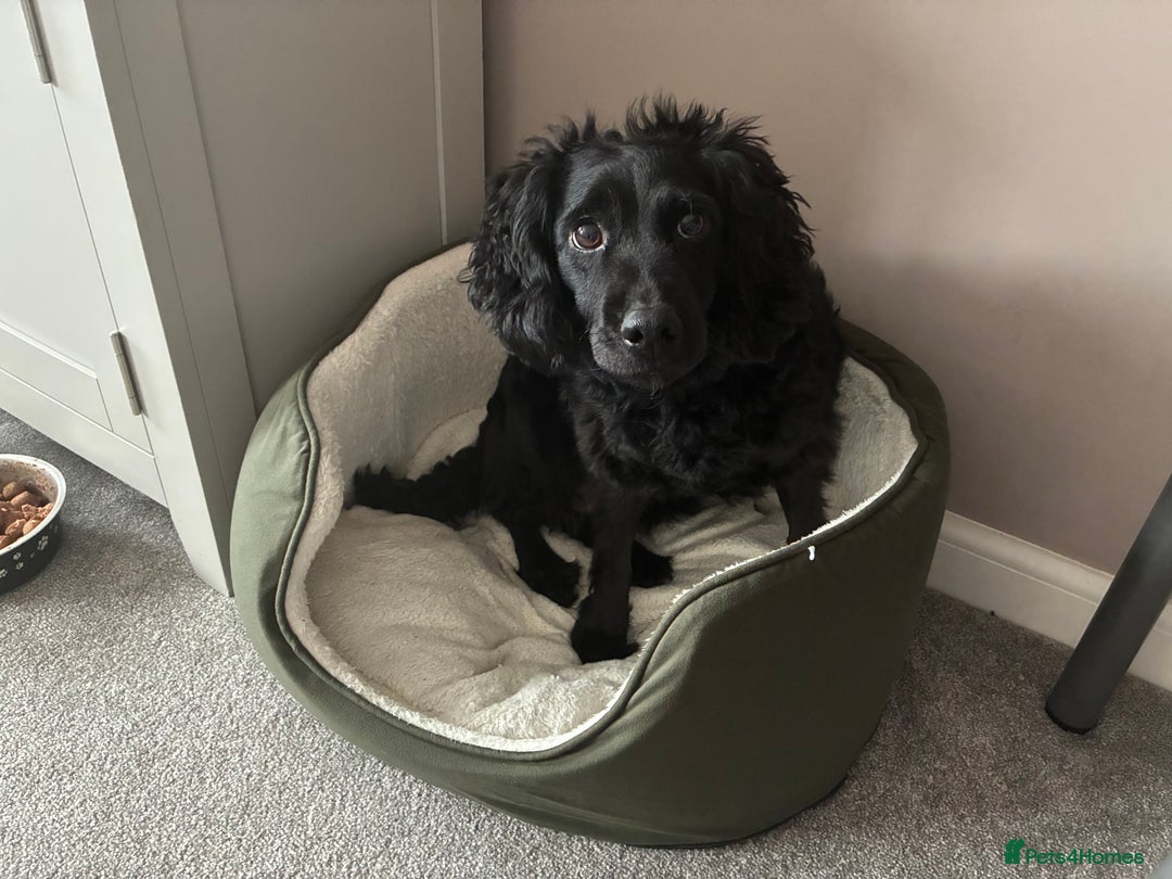 Cockapoo dogs for sale: 2 y/o cockapoo  - Advert 3