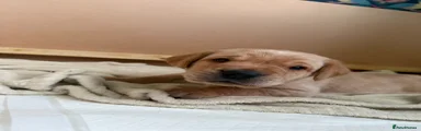 Labrador Retriever Puppy 4