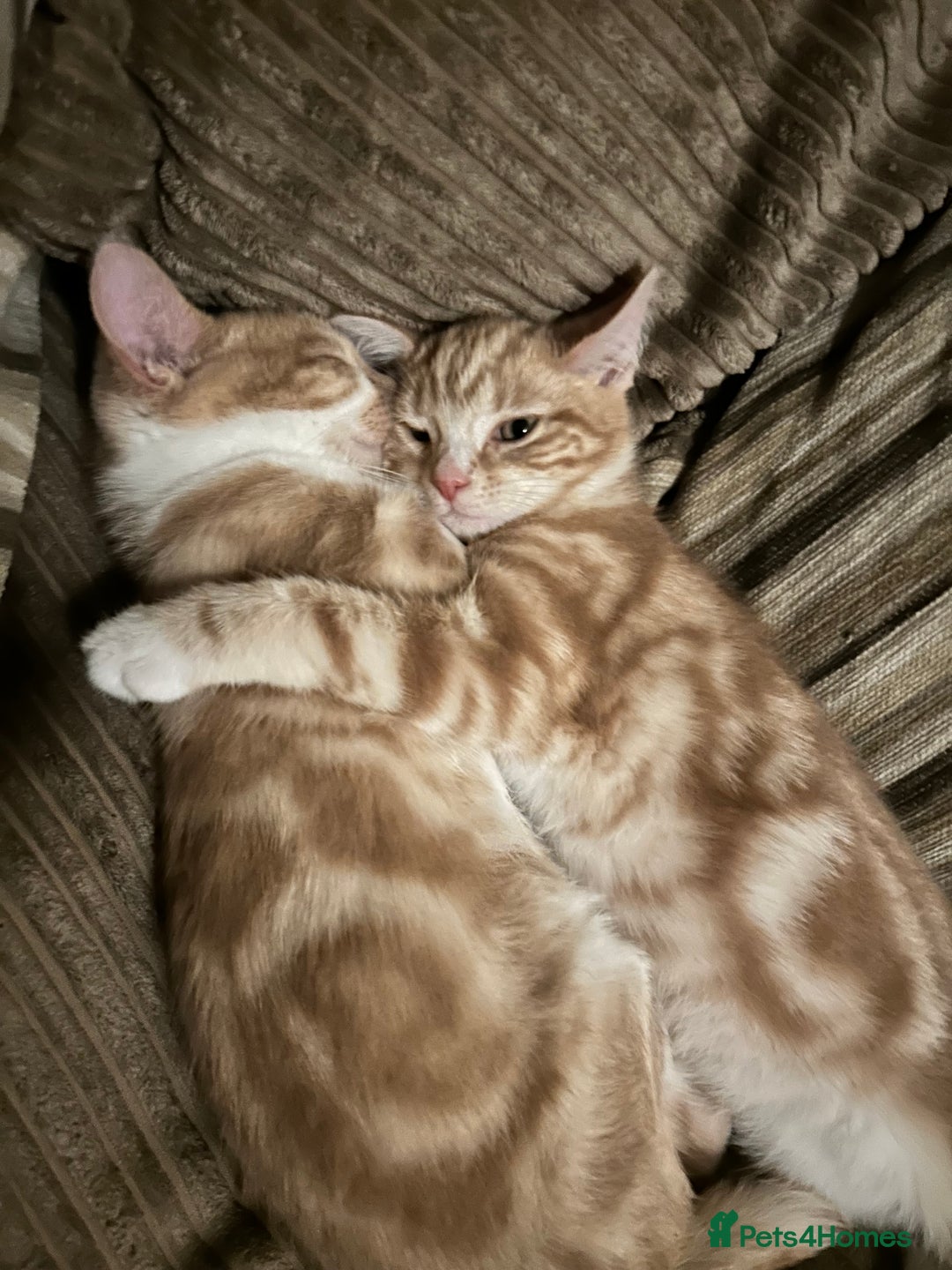 Domestic Shorthair cats for sale: Two ginger males (HAVE TO GO TOGETHER- READ DESC) - Advert 8