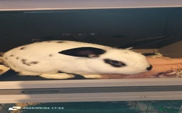 English rabbits for sale: rabbit to be given only to a loving home - Image 7