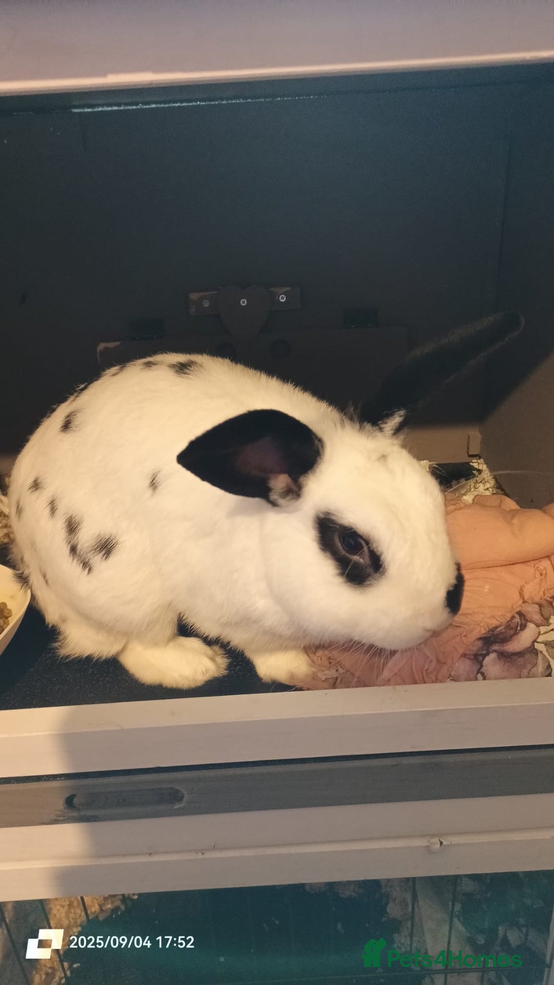 English rabbits for sale: rabbit to be given only to a loving home - Image 7