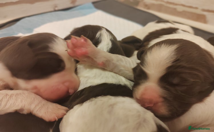 English Springer Spaniel dogs - Advert 2