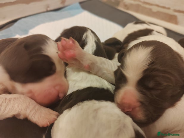 English Springer Spaniel dogs - Advert 1