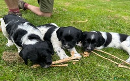 English Springer Spaniel dogs for sale: English Springer Spaniel Puppies for Sale - Image 4