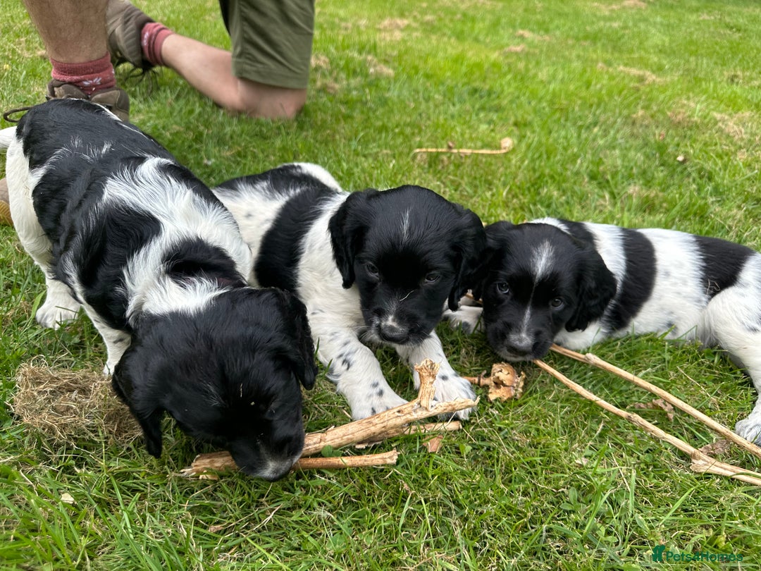 English Springer Spaniel dogs for sale: English Springer Spaniel Puppies for Sale - Image 4