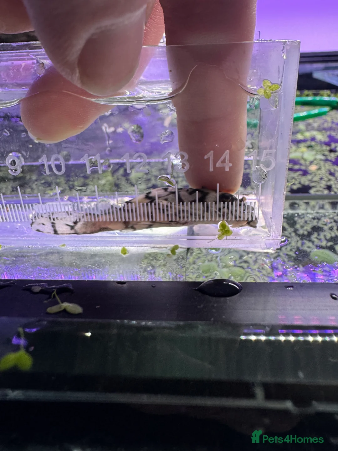 Plecos fish for sale: L236SWandRB mix 3male 5female - Advert 6