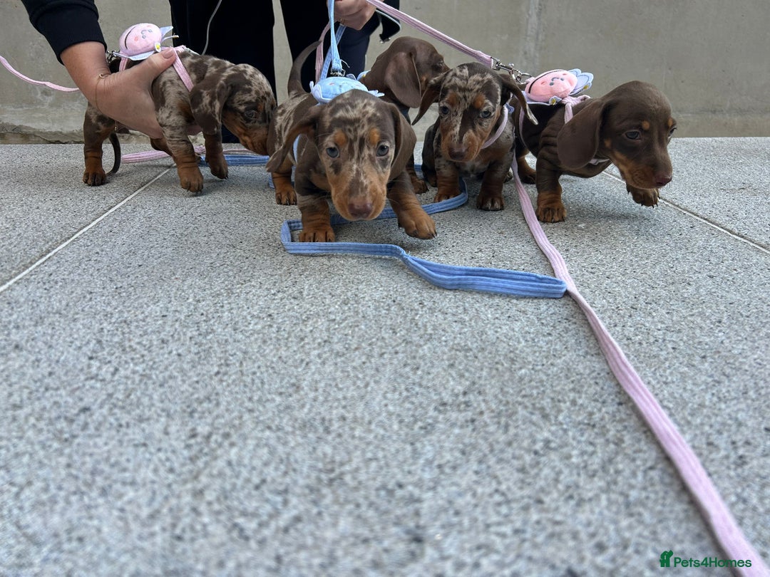 Dachshund dogs for sale: Miniature dauchaund  - Image 4