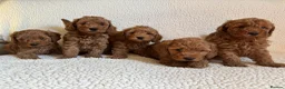Cockapoo dogs for sale: F1b cockapoo puppies - DNA health test clear  - Advert 13
