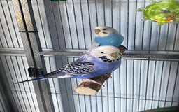 Budgerigars birds for sale: 2 budgies with cage and toys - Image 3
