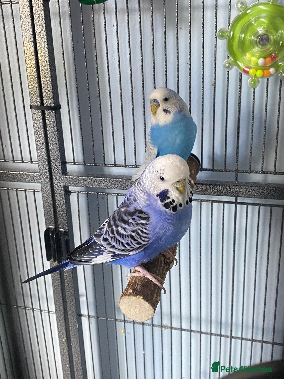 Budgerigars birds for sale: 2 budgies with cage and toys - Image 3