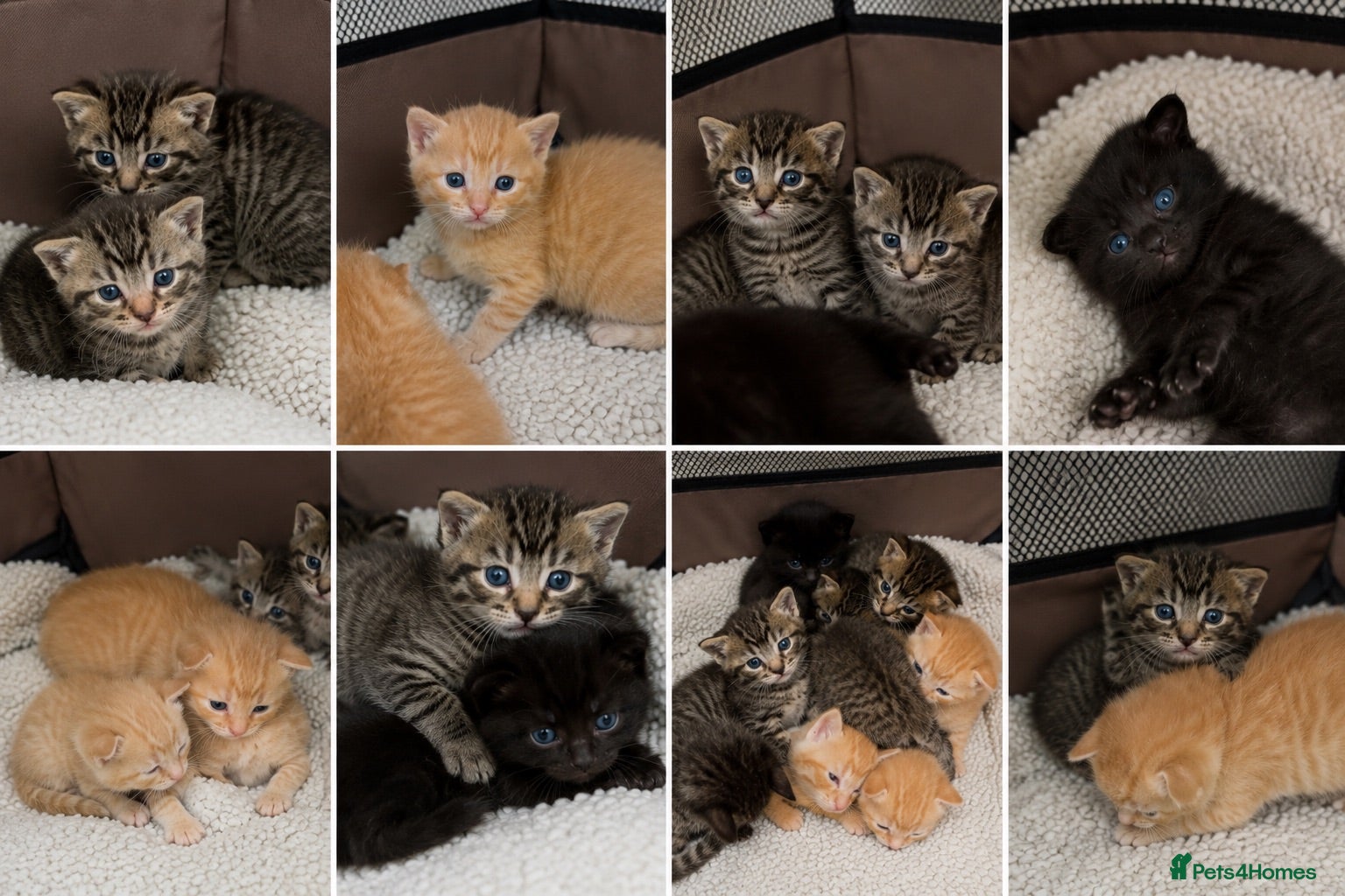 Mixed Breed cats Bengal mixed kittens for sale - Advert 1
