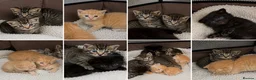 Mixed Breed cats for sale: Bengal mixed kittens for sale - Advert 1