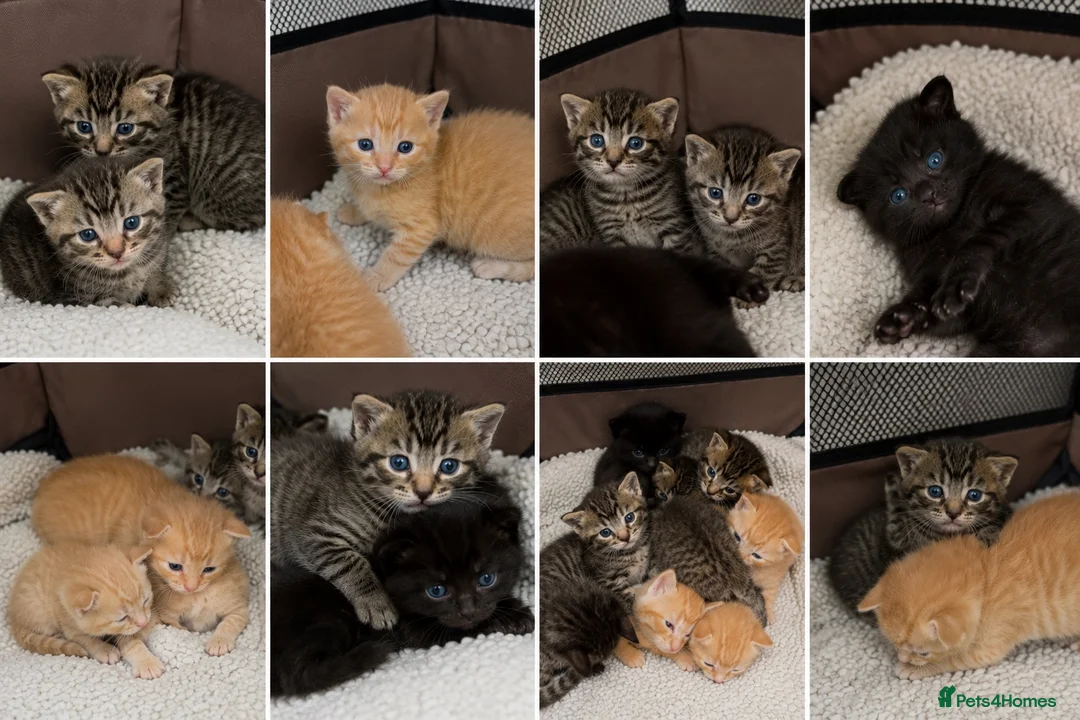Mixed Breed cats for sale: Bengal mixed kittens for sale - Advert 1