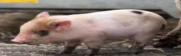 Pig livestock for sale: 🐷💛ADORABLE MINI PIGLETS💛🐷 - Advert 5