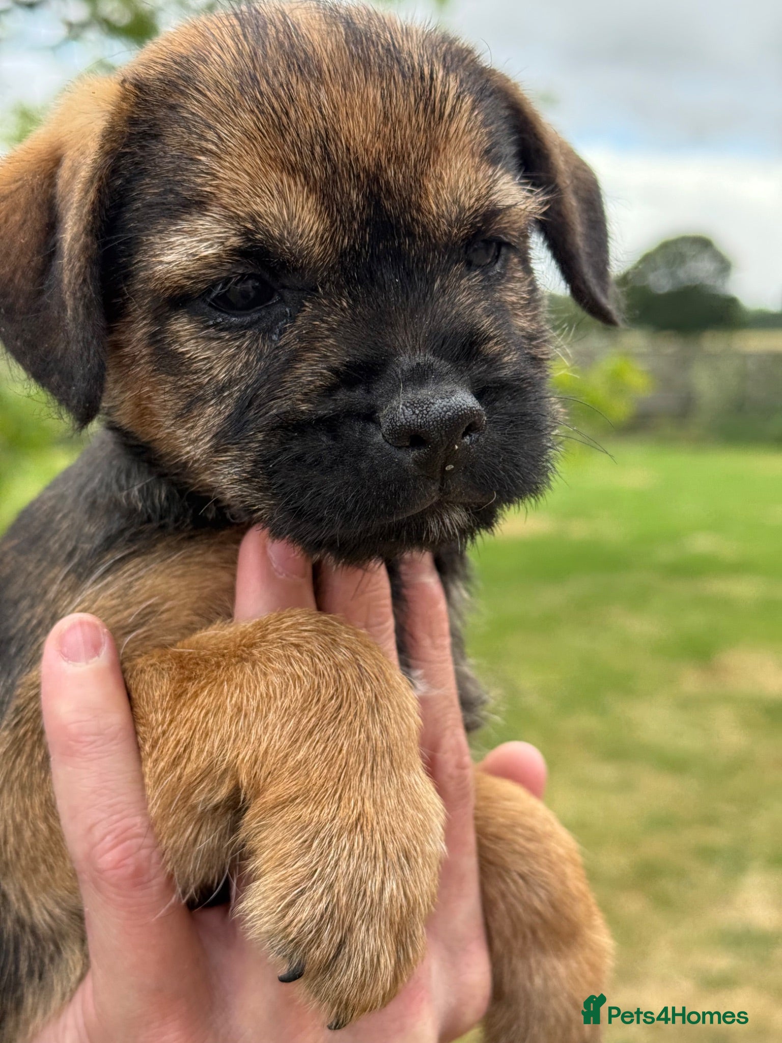 Border Terrier dogs 🧡 3 Girls💕Fantastic KC Border Terriers 🧡 - Advert 1