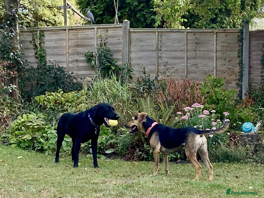 Mixed Breed dogs for adoption: Mavis – Almost 5 years old, female, hound mix - Advert 4