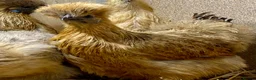 Chickens poultry for sale: Silkie  - Advert 13