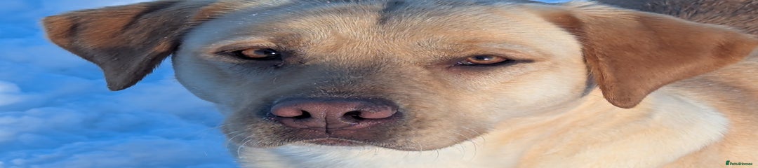 Labrador Retriever Puppy 3