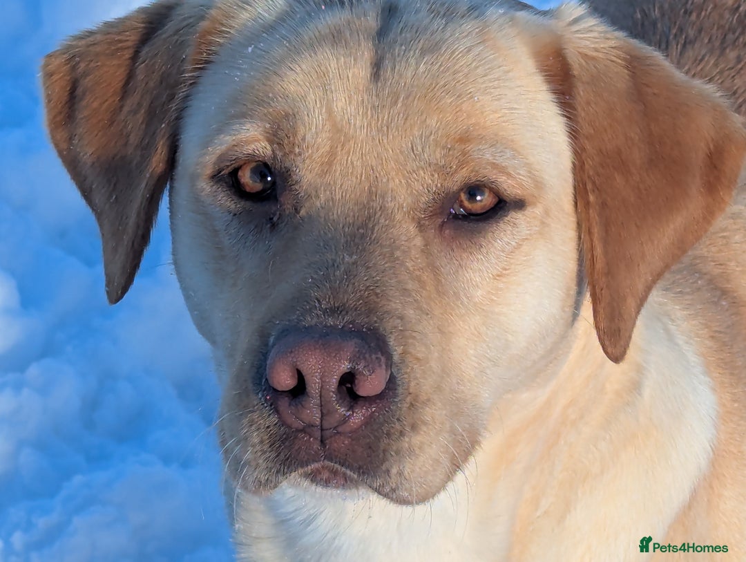 Labrador Retriever dogs for sale: Stunning litter of Labrador retriever pups  - Advert 37