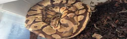 Python Snake reptiles for sale: Collection of Royals  - Advert 4