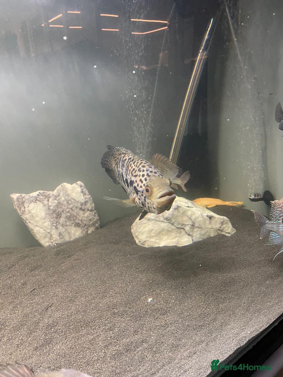 Cichlids fish for sale: Jaguare and red devile large  - Advert 4