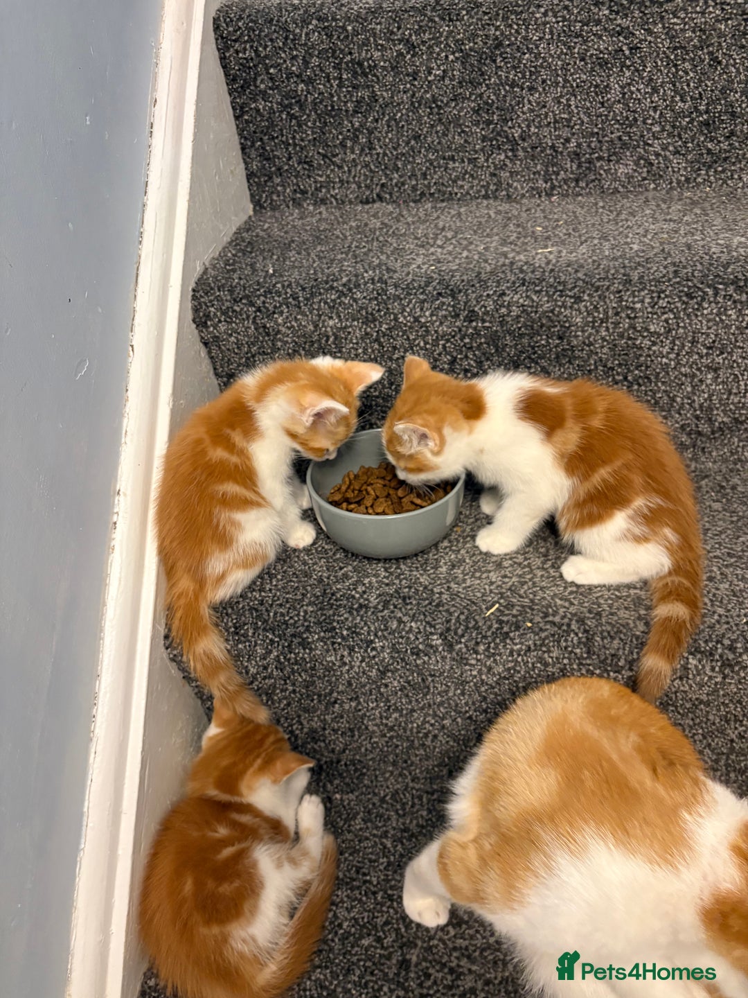 Mixed Breed cats for sale: 4 male kittens - Advert 3