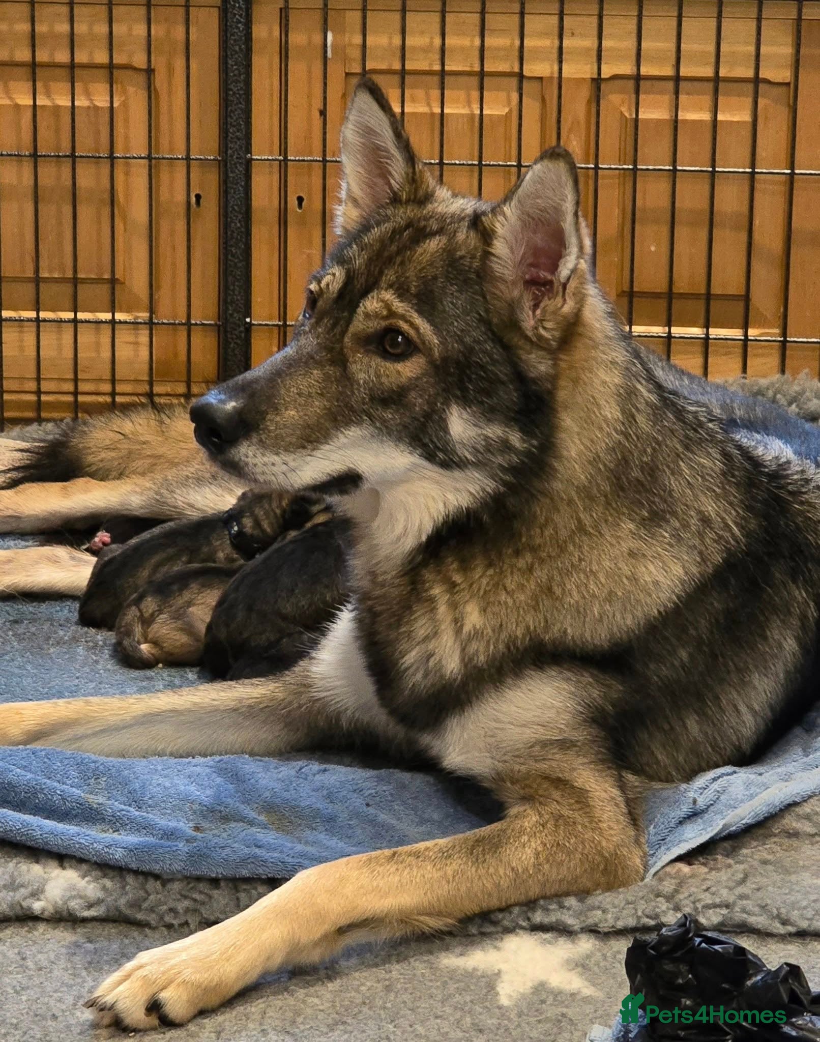 Northern Inuit dogs Timber Dog Puppies  - Advert 9
