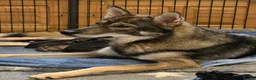 Northern Inuit dogs for sale: Timber Dog Puppies  - Advert 1