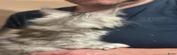 Maine Coon cats for sale: Gorgeous Maine Coon Kittens with GCCF Pedigree  - Advert 9