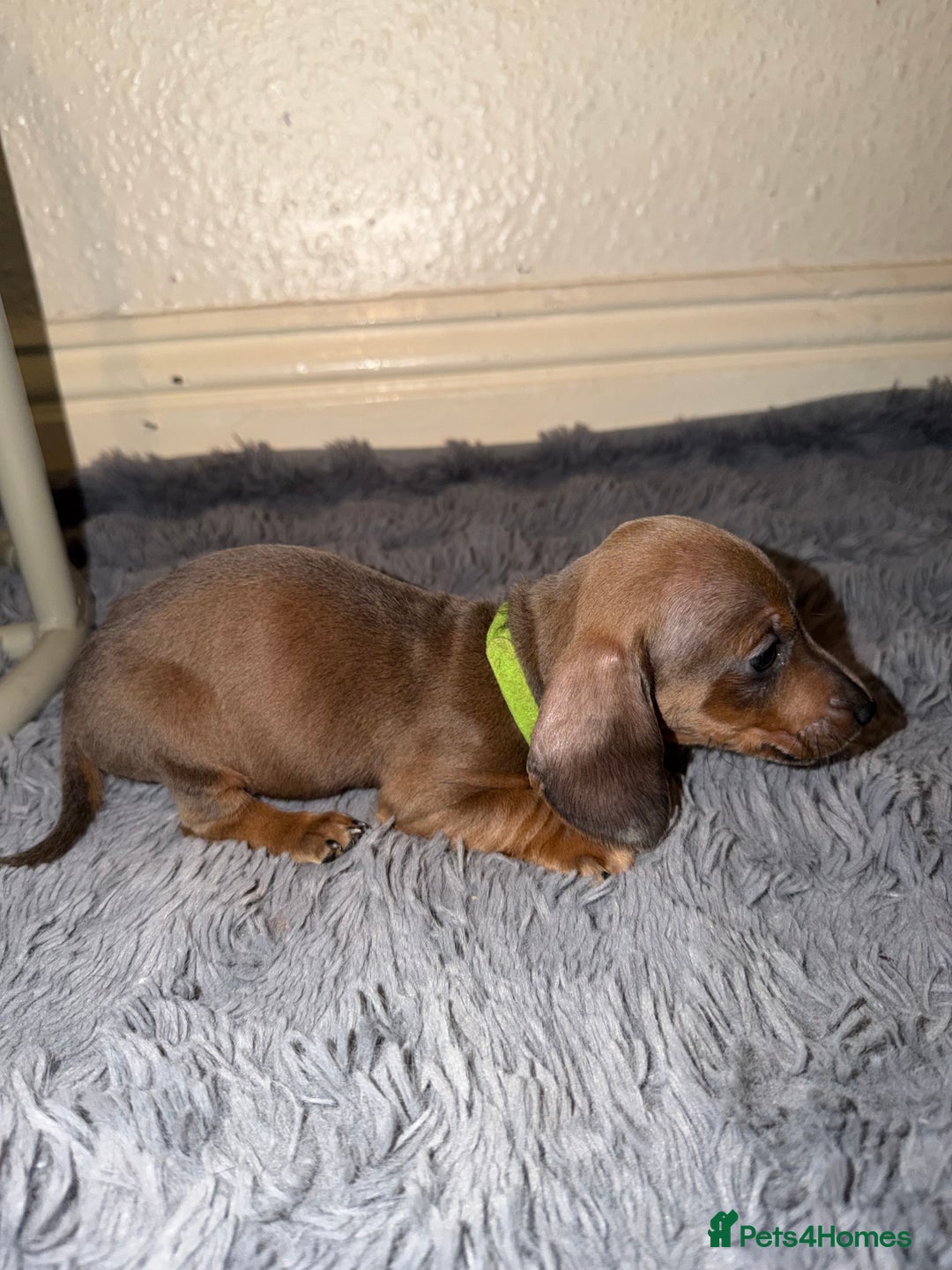 Dachshund dogs for sale: Dachshund Puppies Available 🐾 - Advert 15