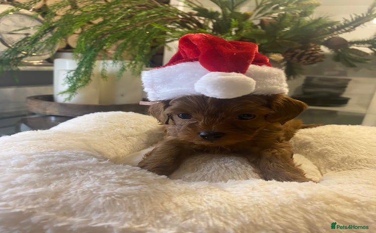 Maltipoo dogs ⭐ Mini Maltipoo F1b • Tiny Teddy  DNA Test - Advert 1